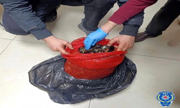 Bursa ve Balıkesir'de kaçak 10 ton midye ele geçirildi…