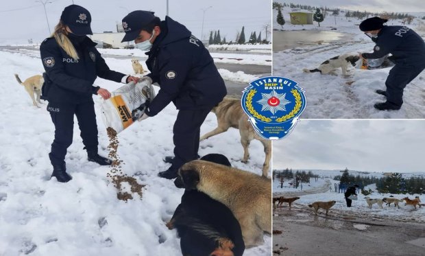 Konya'da polis ekipleri sokak hayvanlarına mama bıraktı...