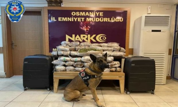 Osmaniye'de 31 kilogram skunk ele geçirildi...