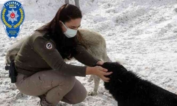 Zigana Dağının Terk Edilmiş Köpekleri Polis Koruması Altında...