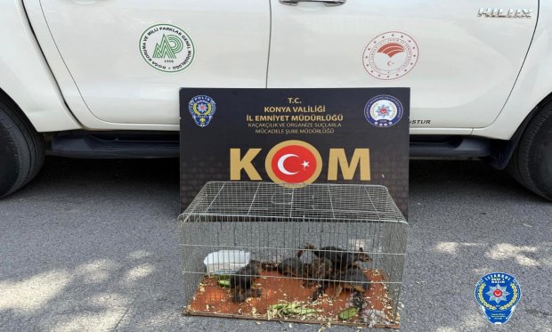 Konya’da yasadışı sincap ticaretine operasyon: 6 hayvan koruma altına alındı…