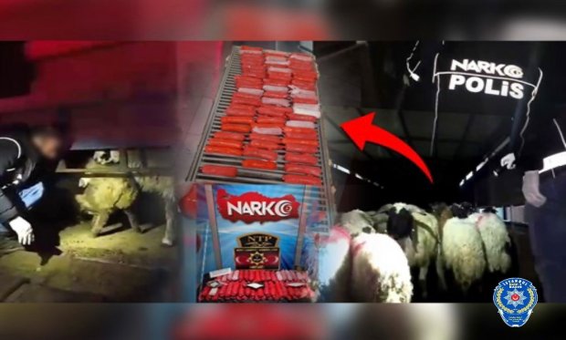 Siirt’te hayvanların karın boşluğuna gizlenmiş 54,6 kilo metamfetamin ele geçirildi….