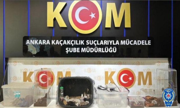 Ankara merkezli 5 ilde operasyon: 96 egzotik hayvan ele geçirildi…