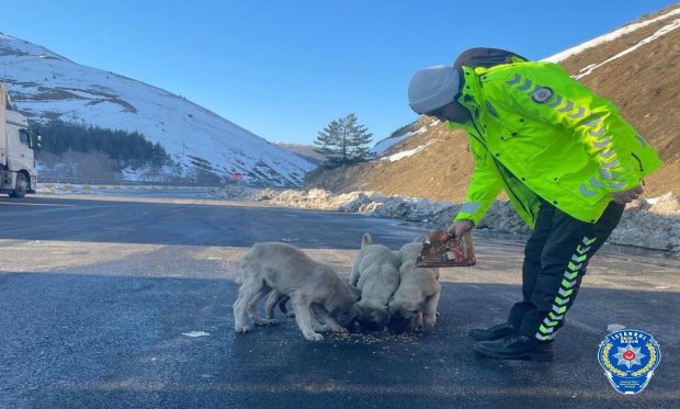 Erzincan’da polis ekipleri sokak hayvanlarını unutmadı…