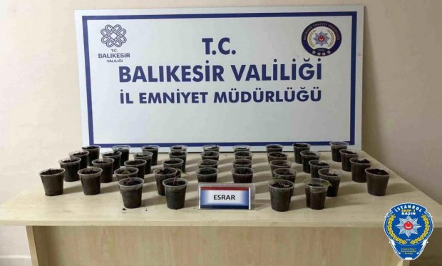 Balıkesir’de 50 adet kenevir bitkisi ele geçirildi…