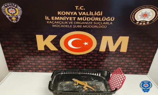 Konya'da egzotik hayvan operasyonu!